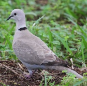 IMG_6361Eurasian_Collard_Dove