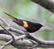 IMG_6401American_Redstart