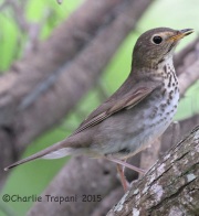 IMG_6406Swainson's_Thrush