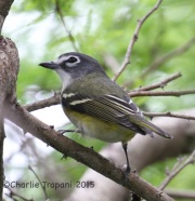 IMG_6412Blue-Headed_Vireo