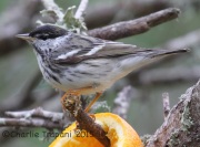 IMG_6427Blackpoll_Warbler