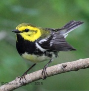 IMG_6450Black-Throated_Green_Warbler