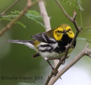 IMG_6454Black-Throated_Green_Warbler