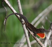 IMG_6540Lizard