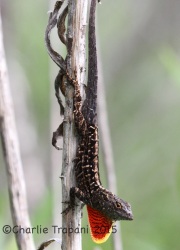 IMG_6549Lizard_Red_Flap