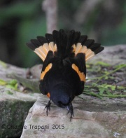 IMG_6584American_Redstart