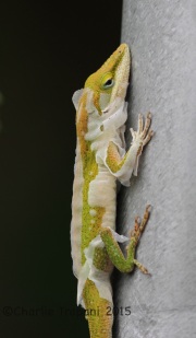 IMG_6617Lizard
