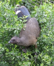 IMG_6639Plain_Chachalaca