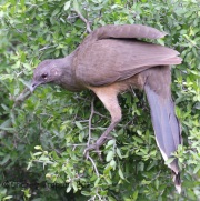 IMG_6655Plain_Chachalaca