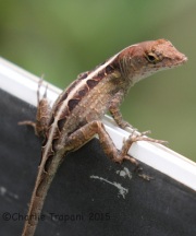 IMG_6676Lizard