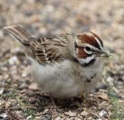 IMG_6962Lark_Sparrow