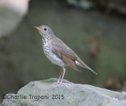 6S3A1885Gray-Cheeked_Thrush