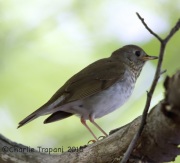 6S3A1899Gray-Cheeked_Thrush