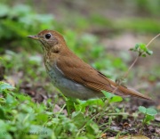 6s3a1164veery