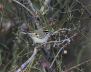6s3a1970golden-crownedkinglet