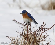 6s3a2539bluebird