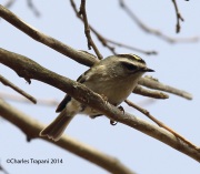 6s3a3195golden-crownedkinglet