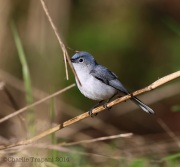 6s3a3554blue-graygnatcatcher