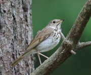 6s3a4857hermitthrush