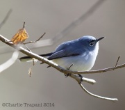 6s3a5536blue-graygnatcatcher