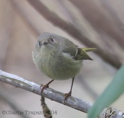 6s3a6082rubycrownedkinglet