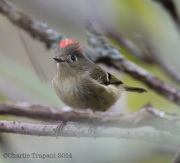 6s3a6110rubycrownedkinglet