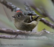6s3a6112rubycrownedkinglet