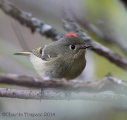 6s3a6121rubycrownedkinglet