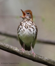 6s3a8532woodthrush