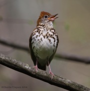 6s3a8544woodthrush