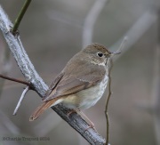 6s3a9223hermitthrush