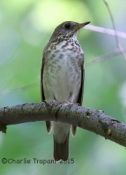 IMG_7894Gray-Cheeked_Thrush
