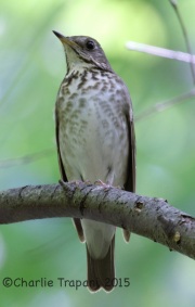 IMG_7900Gray-Cheeked_Thrush