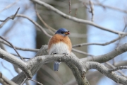 img_0015easternbluebirdwithberry