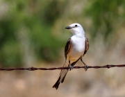 0J6A0279Scissor-tailed_Flycatcher