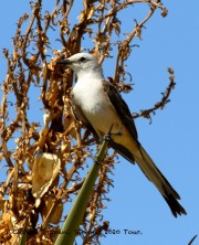 0J6A0299Scissor-tailed_Flycatcher