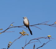 6S3A0608Scissor-tailedFlycatcher