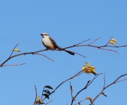 6S3A0611Scissor-tailedFlycatcher