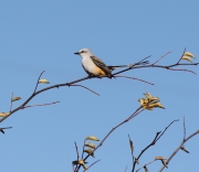 6S3A0623Scissor-tailedFlycatcher