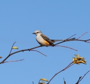 6S3A0626Scissor-TailedFlycatcher