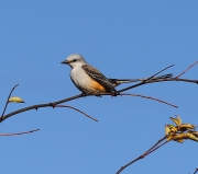 6S3A0626Scissor-TailedFlycatcher_2
