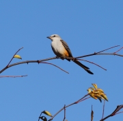 6S3A0633Scissor-TailedFlycatcher