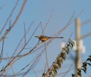 6S3A0642Scissor-TailedFlycatcher