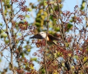 6S3A0720Scissor-TailedFlycatcher