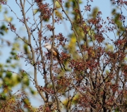6S3A0730Scissor-TailedFlycatcher