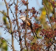 6S3A0730Scissor-TailedFlycatcher_juv