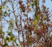 6S3A0732Scissor-TailedFlycatcher