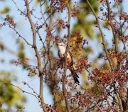 6S3A0740Scissor-TailedFlycatcher