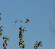 6S3A0756Scissor-TailedFlycatcher