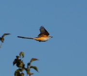 6S3A0756Scissor-TailedFlycatcher_Juv